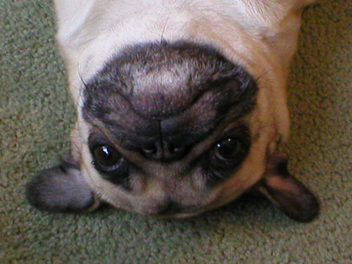funny looking dogs. funny looking dogs. dont worry, she is upside down