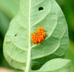Colorado Potato Beetle eggs on Nightshade leaf