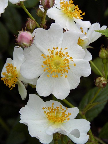 Multiflora Rose Blossoms by photo fiddler (on flickr)
