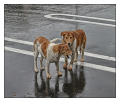 Rain Dogs por bekon