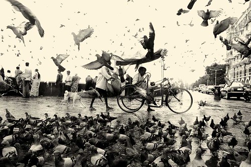 flying pidgeons over bycicle and people on square in Mumbai