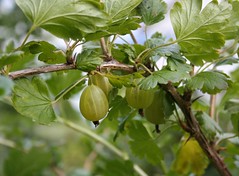 Stikkelsbær - Gooseberries - uvaspina - klapbessen - kruisbessen