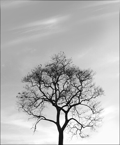 black and white photography trees. Black and white tree