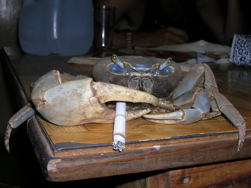Crab Smoking Cigarette