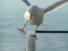 The mythical seagull out of balance