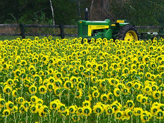 Sunflowers Â«adoringÂ» King Tractor...!
