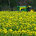 Sunflowers Â«adoringÂ» King Tractor...!
