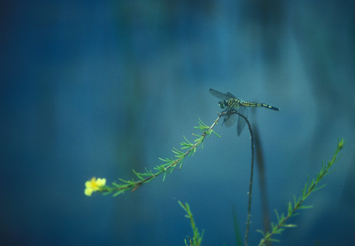 dragonfly on a field of blue by alumroot