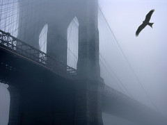 Brooklyn Eagle Image by gaspi *your guide via Flickr