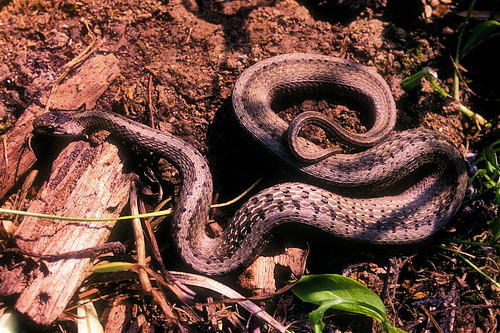 Brown (DeKay's) snake by alumroot