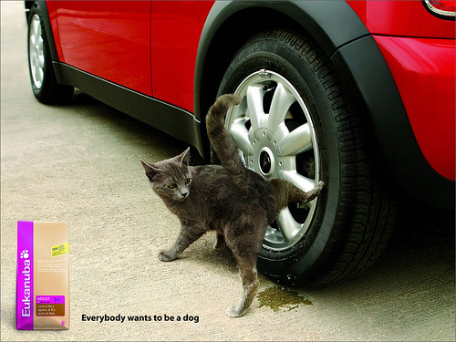 Фото, картинки: Прикольная реклама собачего корма