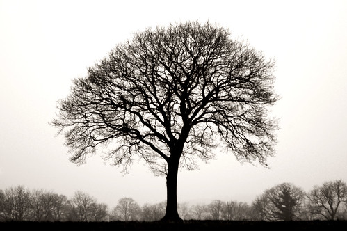 black and white oak tree pictures