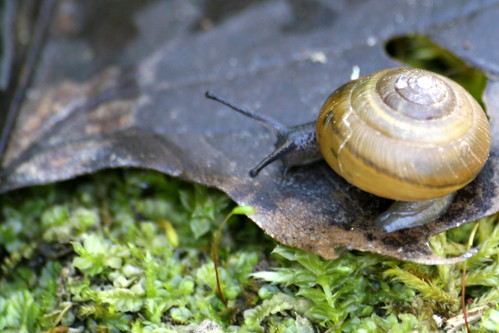 Snail, ID pls