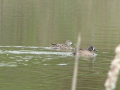 Blue winged teals