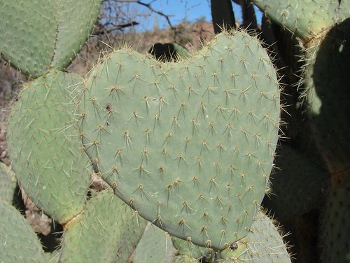 cool love heart drawings. heart-shaped cactus section