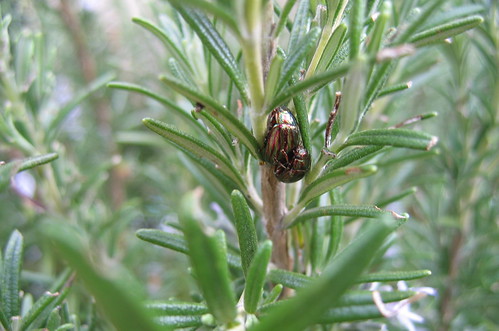 rosemary leaf beetles shagging