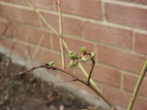 Blueberry Buds - 2007