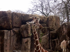 Giraffe, Philadelphia Zoo