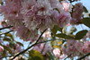 Greenwich Park Blossom