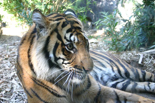 Small species of Tiger