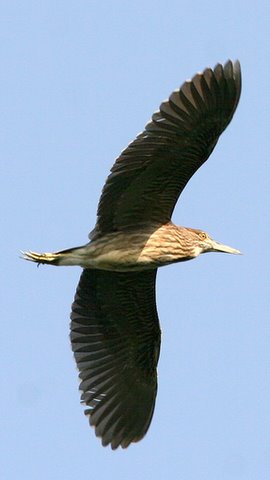 Pond Heron in Flight, Madivala Lake, 11 May 07