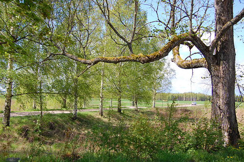EFIT 2007-05-12. 12:10 - vacker gren utanför loppis Omigen i Skåre