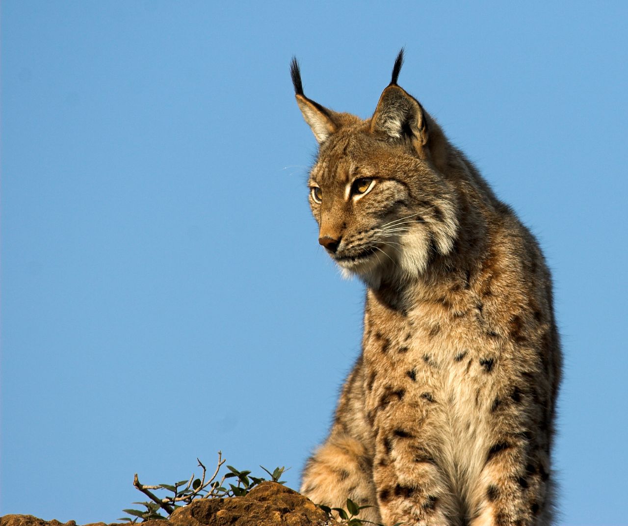 Iberian Lynx.
