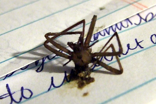 BROWN RECLUSE!