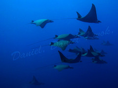 Mobula Rays: 48 of them in formation... what a sight!