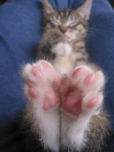 Kitty Toes!