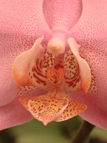 Center Pink Orchid
