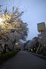 夜桜, オリンピック記念青少年総合センター