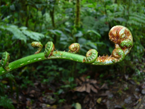Pflanze im Nationalpark Santa Elena (Costa Rica)