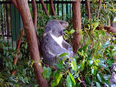 Australia Zoo, koala