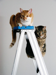 Cats still love ladders
