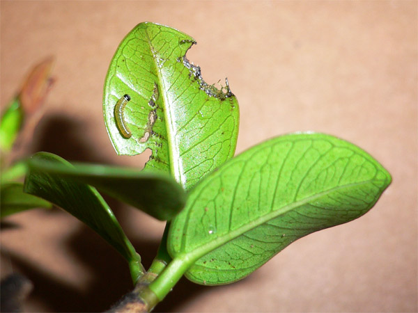 Caterpillar 端紫斑蝶初齡幼蟲