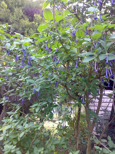 purple flower tree