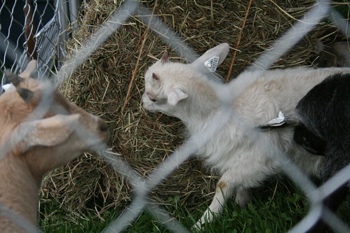 Pygmy goats - damn cute.