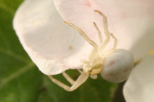 the little white spider