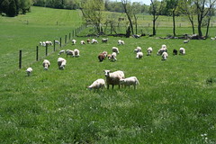 Flock grazing