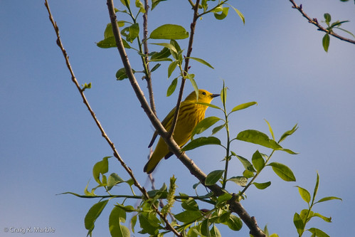 Yellow Warbler.jpg