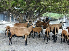 Barbados Blackbelly sheep