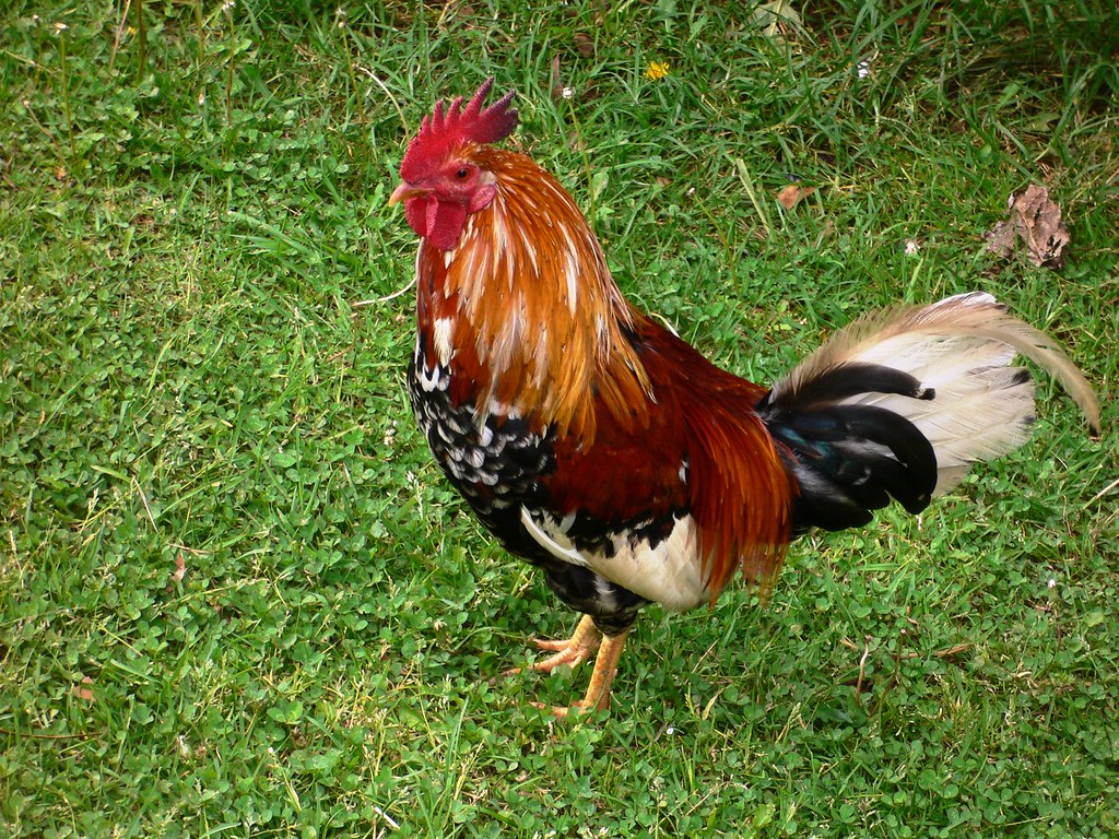 A Rooster Named Ralph
