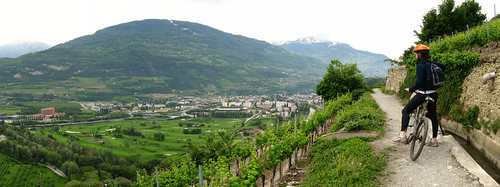 Vineyards near St Leonard, Switzerland