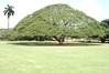 the famous monkey pod tree at moanalua gardens