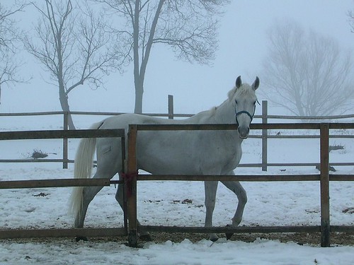 The snow, the stark trees in the background, the fence, and the white horse 