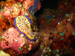 Beautiful Nudibranch: Graceful As He Goes