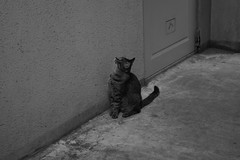 Cat_2007-05-29N003