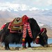 Tibet-5812 - Yak at Yundrok Yumtso Lake