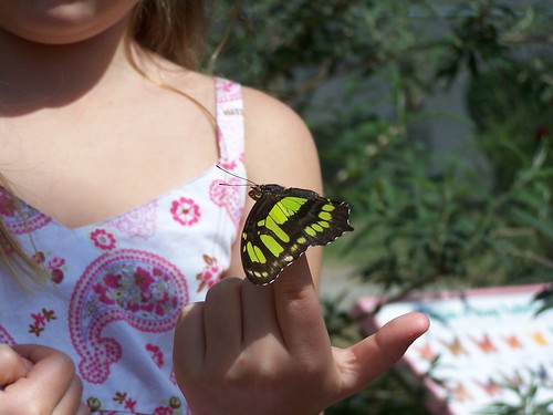 Giant Swallowtail (?) on little girl's finger
